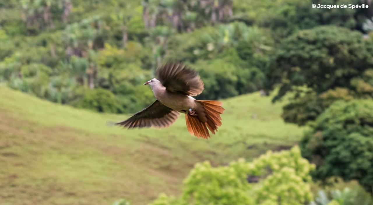 Ferney Nature Lodge Mahebourg Ngoại thất bức ảnh