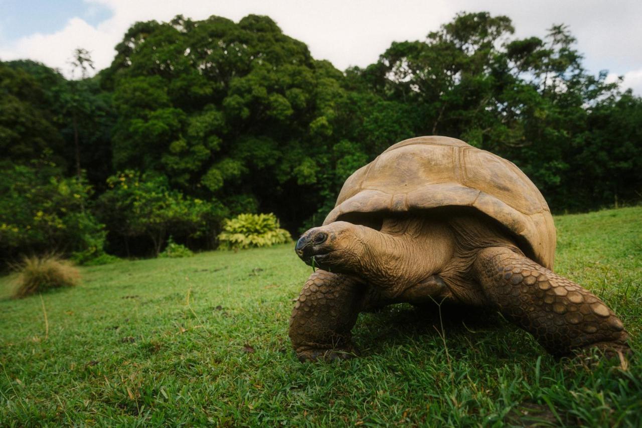 Ferney Nature Lodge Mahebourg Ngoại thất bức ảnh